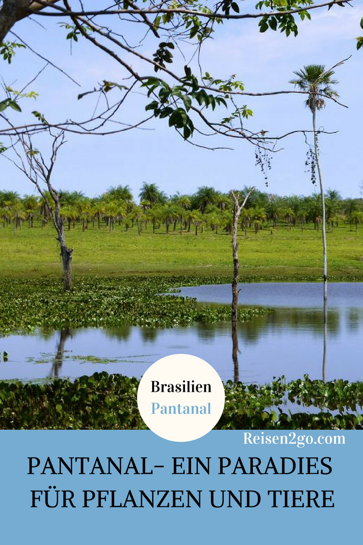 Pantanal - Brasilien