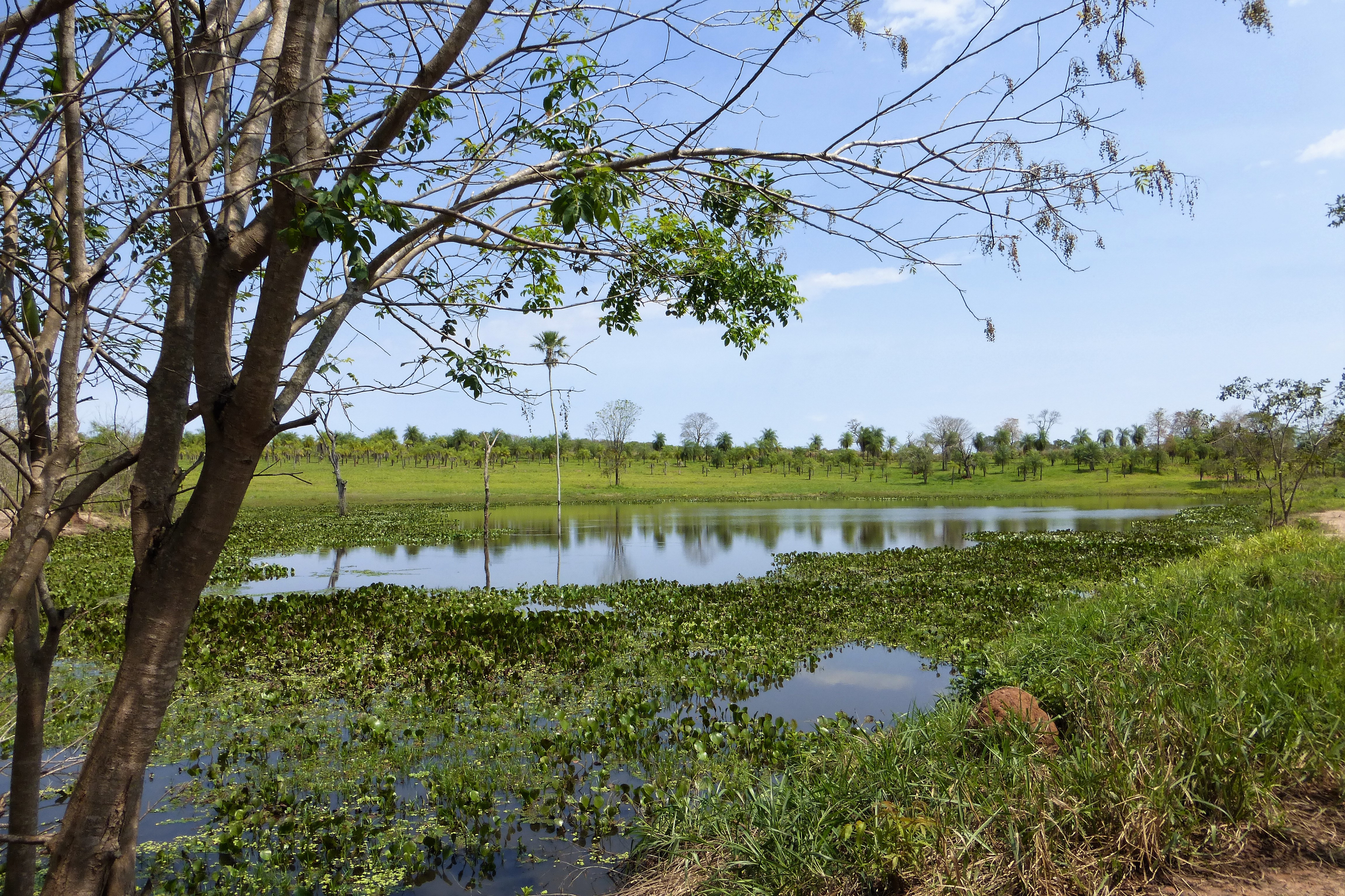 Pantanal- ein Paradies für Pflanzen und Tiere