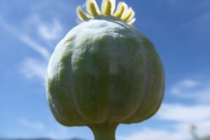 Schlafmohn