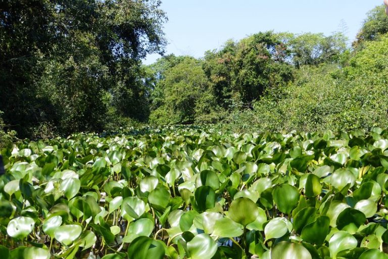 Durch die Sümpfe der Kaimane